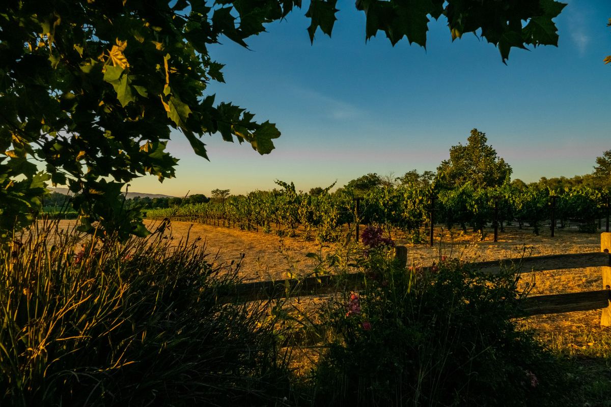 Vineyard rows at golden hour in Carmel Valley