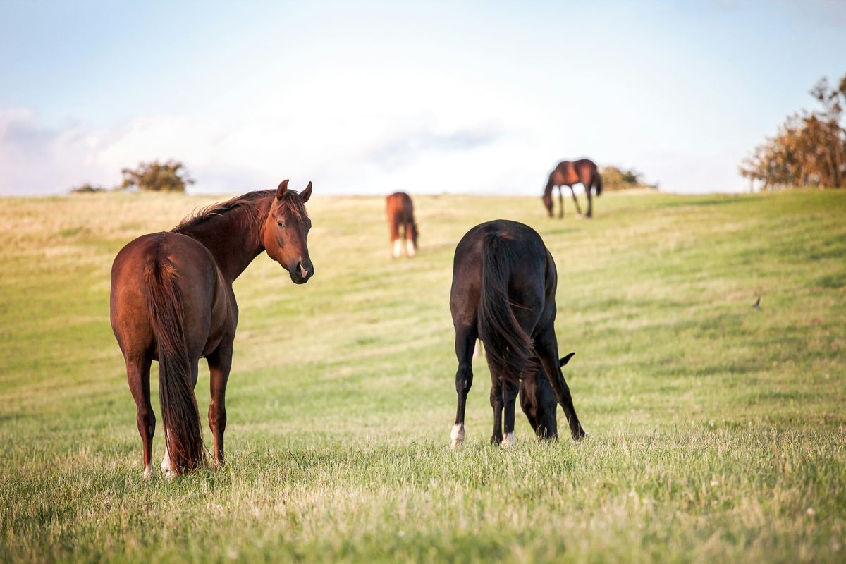 Horses grazing on a green hillside along the Hwy 68 corridor