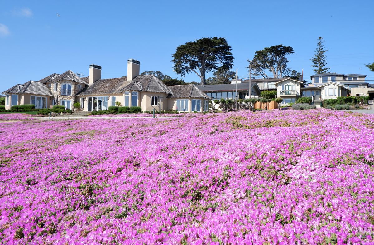 Pink ice plant in front of a Pacific Grove home